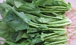 菠菜最新爆料新闻内容,揭秘娱乐圈惊人内幕